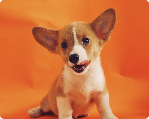 Dog Portrait Image